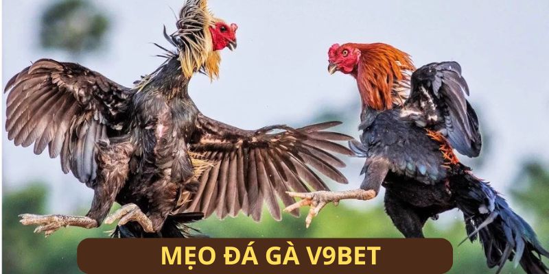 Chinh phục các giải đấu chỉ với 3 mẹo đá gà đặc biệt Chinh phục các giải đấu chỉ với 3 mẹo đá gà đặc biệt