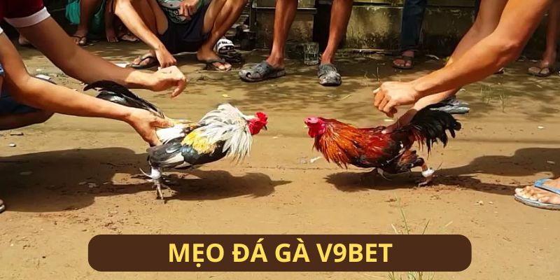 Những thông tin thú vị về chuyên mục mẹo đá gà V9BET Những thông tin thú vị về chuyên mục mẹo đá gà V9BET