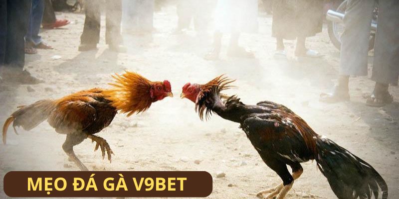 Quy trình các bước thành viên V9BET áp dụng mẹo đá gà Quy trình các bước thành viên V9BET áp dụng mẹo đá gà