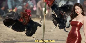 ĐÁ GÀ CỰA DAO